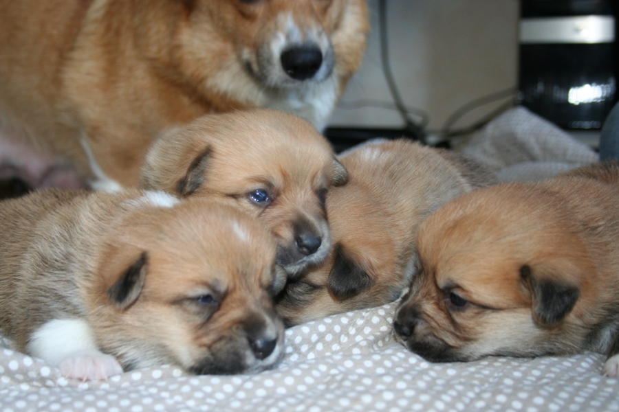 Puppies